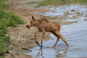 A very little moose in nature