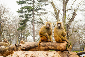 Two yellow monkeys are sitting on the edge of a tree looking at the camera