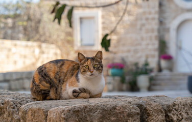 A Cat on a Stone Fence