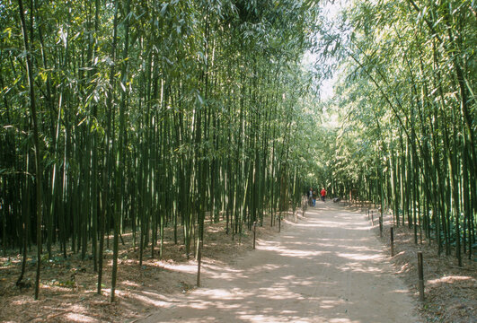 Bambou, phyllostachys veridis, Bambouseraie, Anduze, 30, Gard