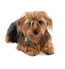 Yorkshire Terrier 6