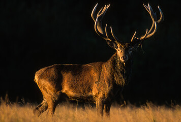 Cerf élaphe, brame, cervus elaphus