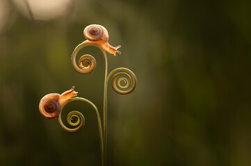 Two Snails on a spiral tendril, Indonesia