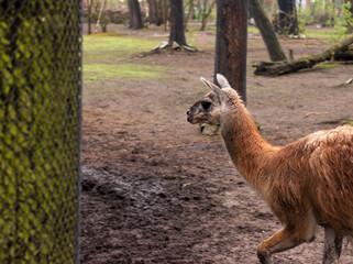 Dirty shabby llama in a dark forest, in a close-up