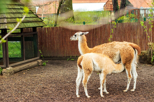 Llama baby drinks milk, yellow llama feeds her baby