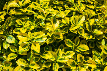 bush euonymus in the garden. green and yellow leaves