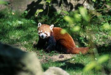 Petit Panda, Bambou, Ailurus fulgens