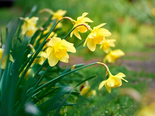 Close-up of yellow daffodil flowers.