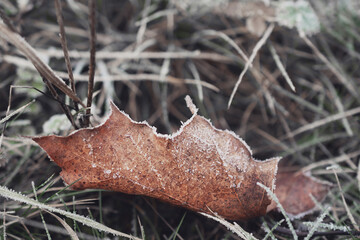 macro photography of autumn dried flowers in the snow. Natural background. Flowers background. Beautiful neutral colors.