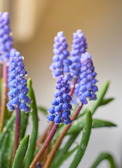 Muscari armeniacum plant with blue flowers.