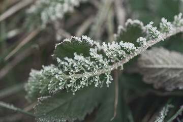 macro photography of a branch in the snow. Natural background. Flowers background. Beautiful neutral colors. Natural background. Flowers background. Beautiful neutral colors.