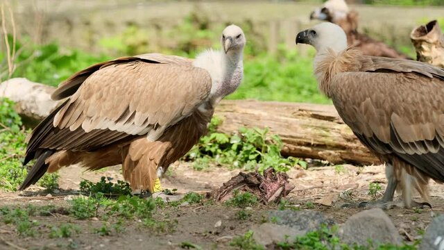 African Vulture Eating Meat From Dead Animal in zoo park