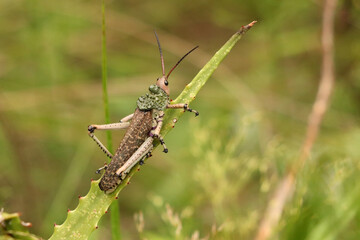 Green Milkweed Locust