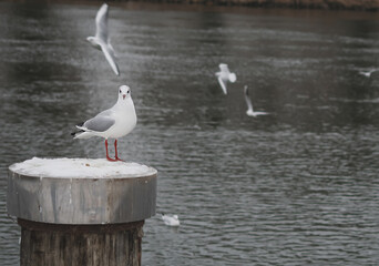 macro photography birds seagulls on the lake