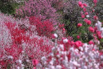 花桃を観賞する　寺村花の里公園　（高知県　仁淀川町）