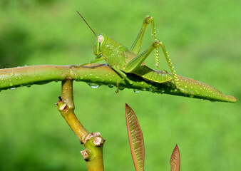 Green Grasshopper