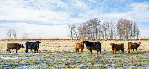Free range Scottish highland cows in the wild in the Czarnocin reserve in Poland.