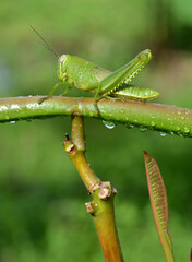 Green Grasshopper