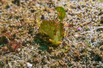 Ornate Elysia (elysia ornata), or ornate leaf slug, is a sapsucking sea slug, a marine gastropod mollusk on a sandy bottom near Anilao, Mabini, Philippines.  Underwater photography and travel.