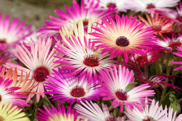 Mittagsblumen