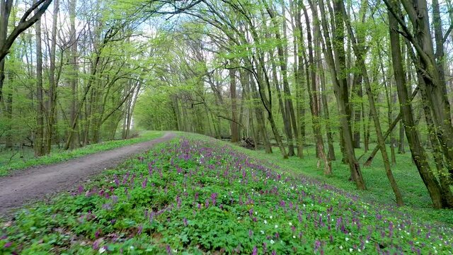 Flying over blooming spring flowers in Zwierzyniec nature reserve near Olawa, Poland  - view from the drone 
