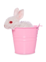 White rabbit in a pink bucket