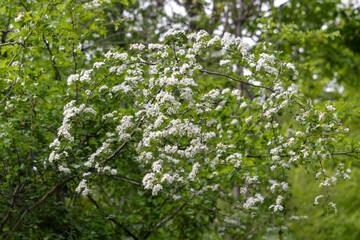 Fototapeta premium Aubépine, Crataegus monogyna