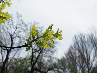 background of green oak leaves, spring time