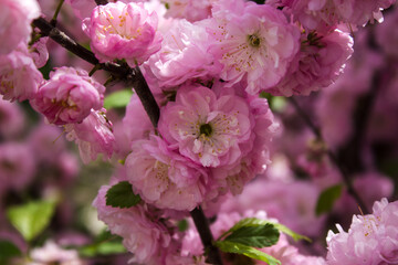 Beautiful pink three-lobed almond. Blossom of almond. Many flowers on a branch