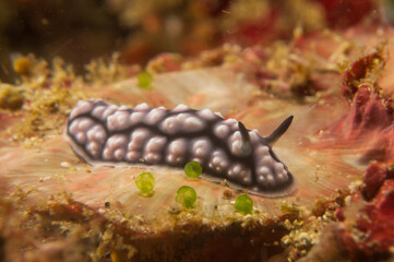 Phyllidiopsis krempfii or Krempf's Phyllidopsis is a species of sea slug, a dorid nudibranch, a marine gastropod in a tropical coral reef near Anilao, Philippines.  Underwater photography and travel.