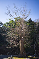 千葉県館山市の安房神社の境内にある大木
