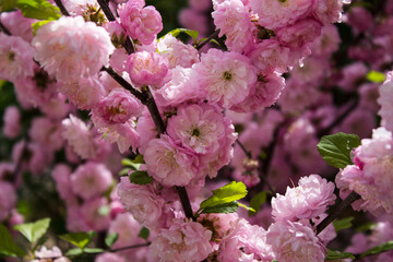 Beautiful pink three-lobed almond. Blossom of almond. Many flowers on a branch