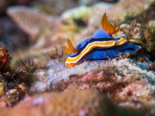 Anna's Chromodoris (Chromodoris annae) nudibranch or sea slug near Anilao, Batangas, Philippines.  Underwater photography and travel.