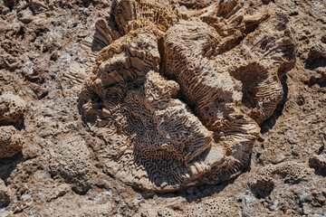 petrified dead coral on the shore of the red sea close up