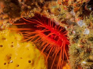 Electric Fileclam (Ctenoides ales) also known as Disco Clam, Disco Scallop, Electric Clam tucked into reef near Anilao, Mabini, Philippines.  Underwater photography and travel. - obrazy, fototapety, plakaty