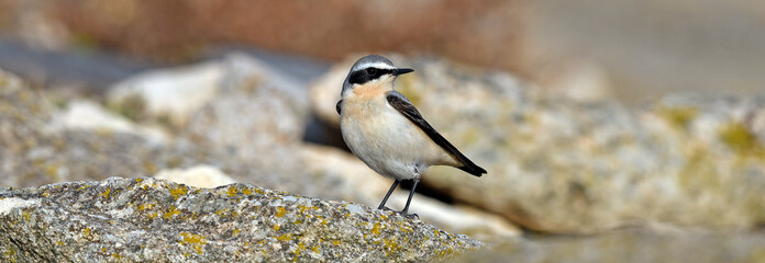 Northern Wheatear // Steinschmätzer (Oenanthe oenanthe)