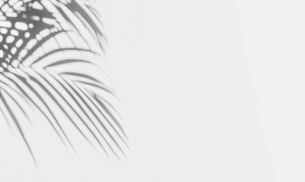 Abstract background with shadow of tropical palm leaves. Creative minimal summer travel concept with shadow palm tree leaf. Blurred background. Banner Hello summer. Mock up © Alyona Shu