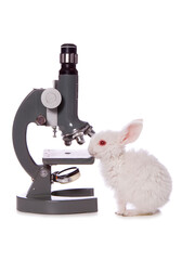 Stop testing on animals studio cutout