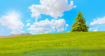 Fototapeta na wymiar Beautiful landscape with green grass field and lone pine tree 