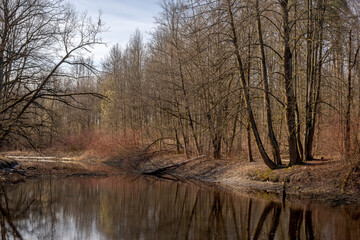 Spring landscapes with trees and water surface. Trees of different species - mixed forest.