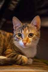 Tricolor kitten