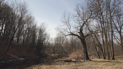 An old oak tree with broken branches in a mixed forest. Early spring.
