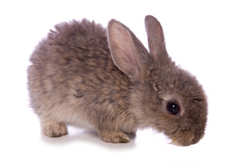 Fototapeta premium single 4 week old baby rabbit studio cutout