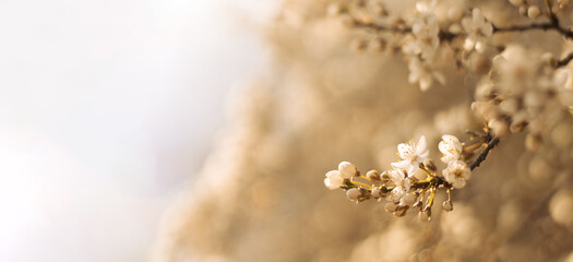 Spring border or background art with beautiful cherry flowers in sun blurred and light rays