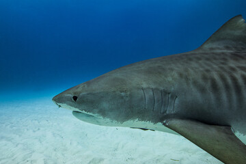 Naklejka premium Tiger shark in Tiger Beach, The Bahamas