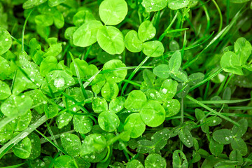 Trêfles après la pluie