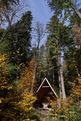 small holiday cottage in the forest with trees of different colors
