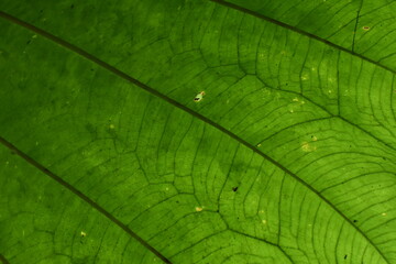Leaf from a rainforest