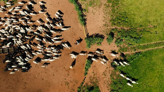 cattle cows leaving gate aerial top view drone cowboys brazil backcountry outdoors 4k