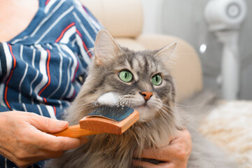 Pet care concept. Woman showing hair on the brush to her cat, close-up. Combing a fluffy Siberian...